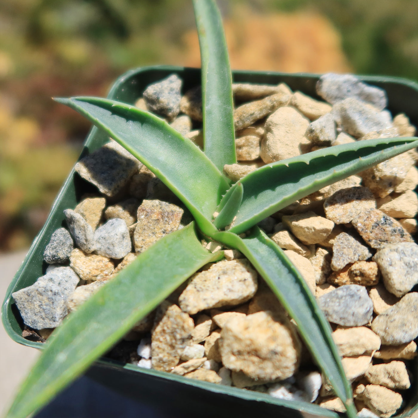 Parry’s Agave – Agave parryi