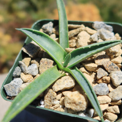 Parry’s Agave – Agave parryi