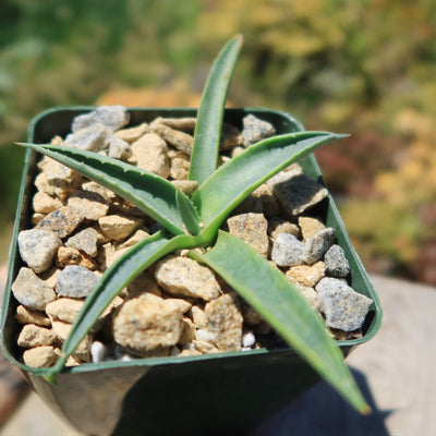 Parry’s Agave – Agave parryi