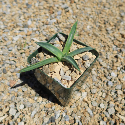 Parry’s Agave – Agave parryi