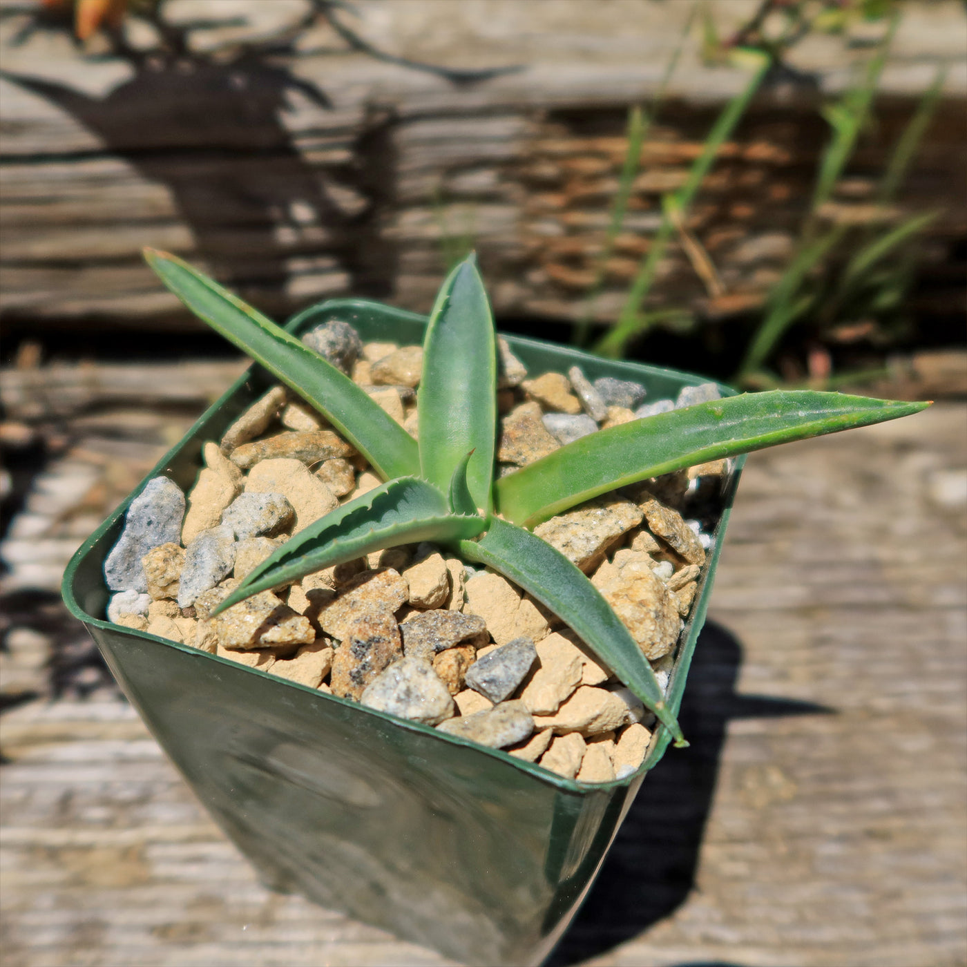 Parry’s Agave – Agave parryi