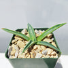 Parry’s Agave – Agave parryi