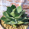 Agave isthemensis rum runner