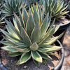Agave ‘Snow Glow’ – Variegated Agave Blue Glow