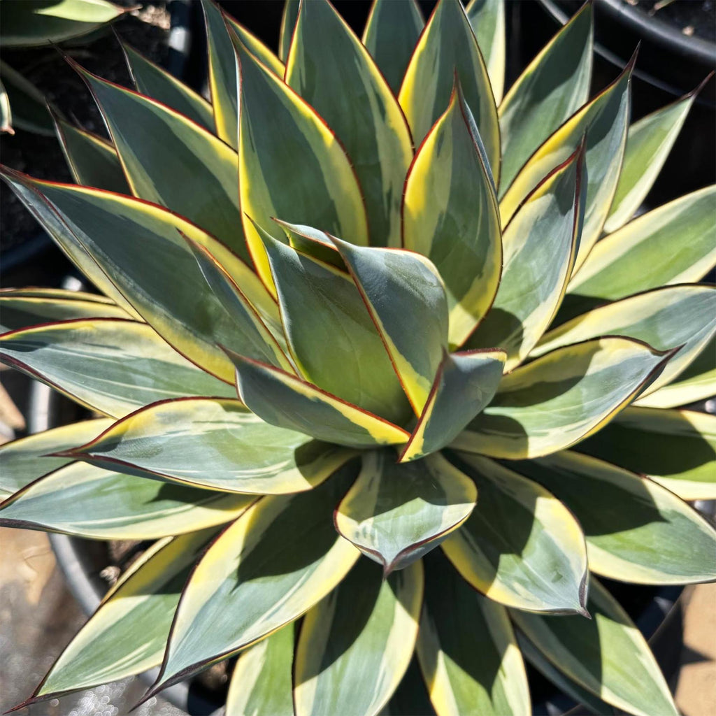 Agave ‘Snow Glow’ – Variegated Agave Blue Glow
