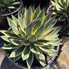 Agave ‘Snow Glow’ – Variegated Agave Blue Glow