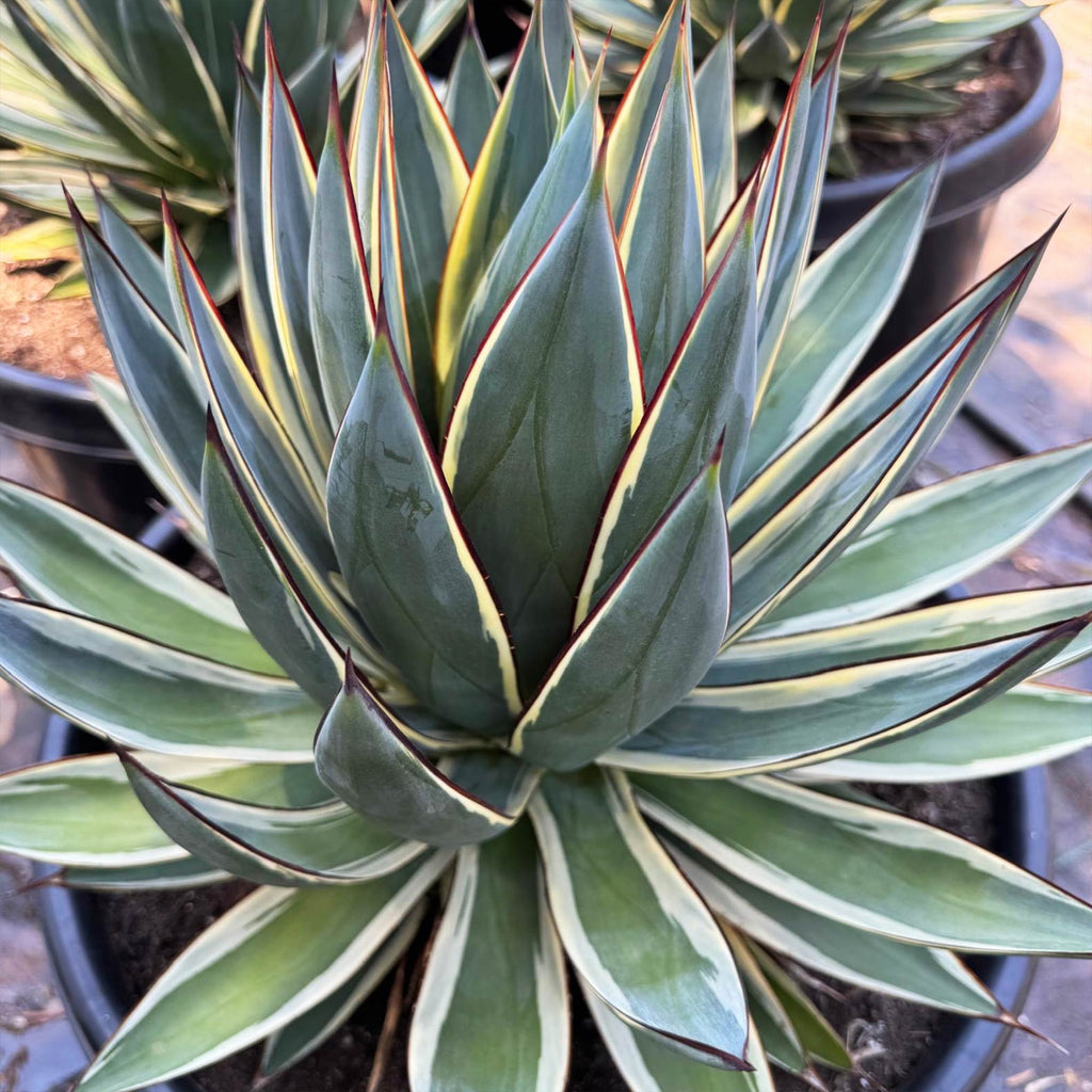 Agave ‘Snow Glow’ – Variegated Agave Blue Glow