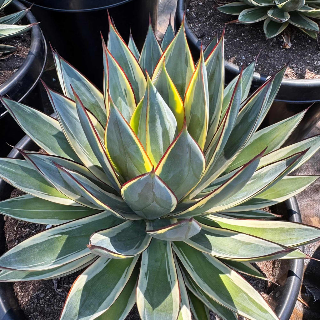 Agave ‘Snow Glow’ – Variegated Agave Blue Glow