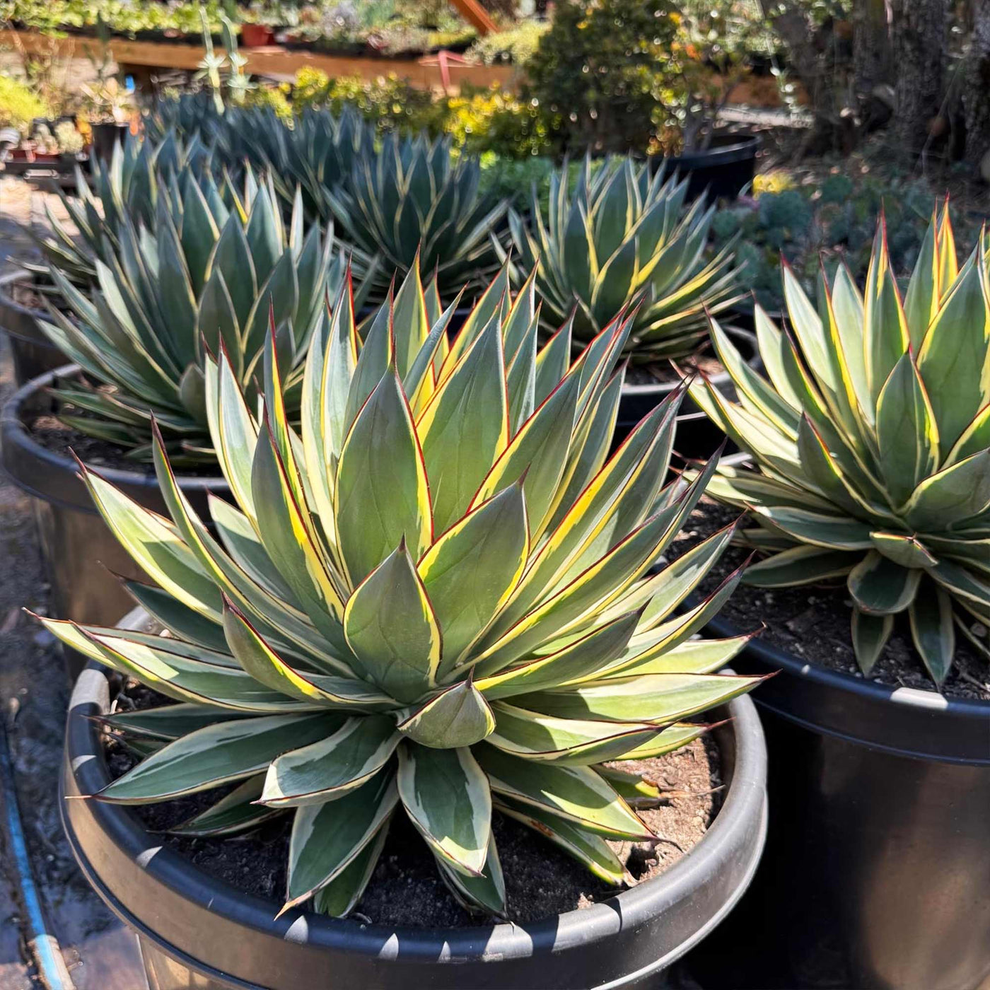 アガベ Agave 'Blue Glow' f.variegata 268 Shop 'Snow glow agave' Care & Growing Guide | Planet Desert