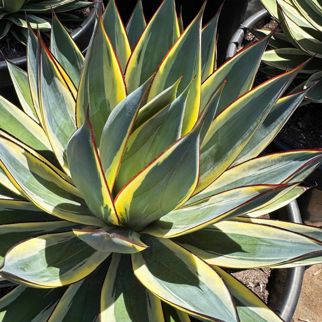 Agave ‘Snow Glow’ – Variegated Agave Blue Glow