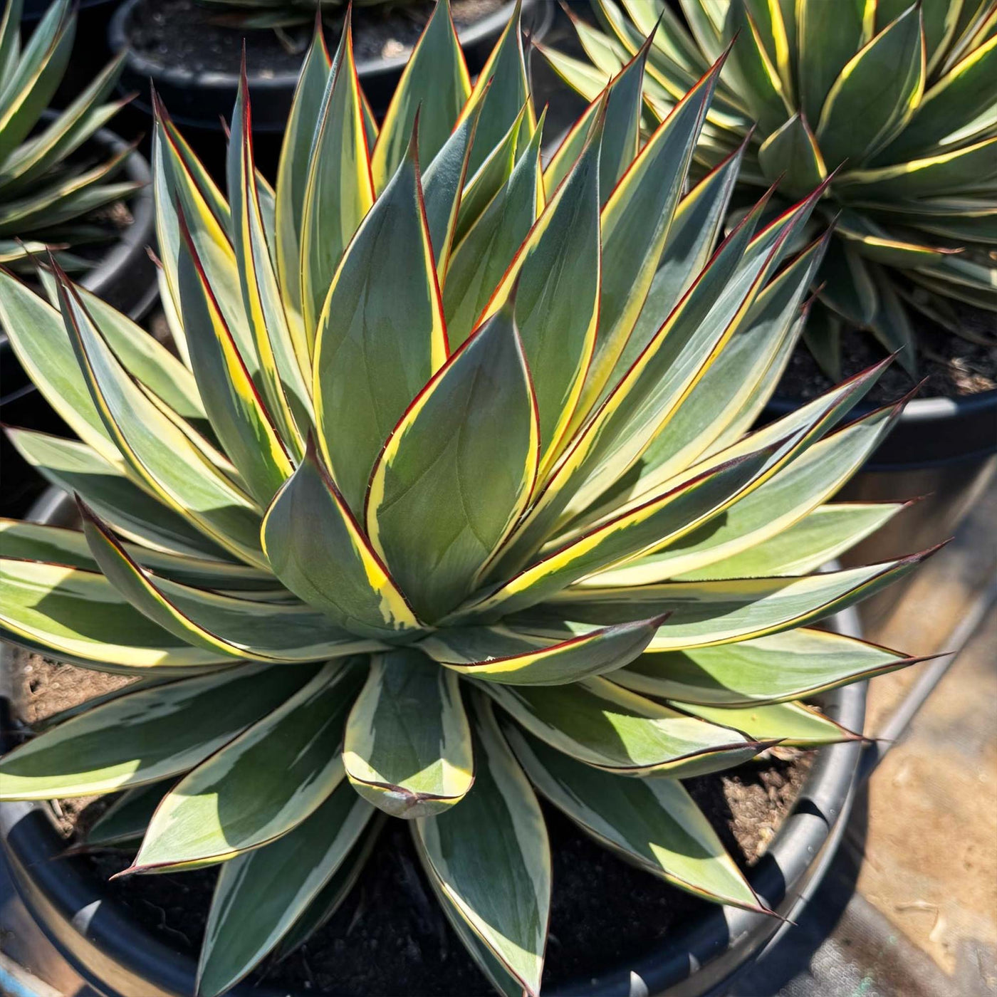 Agave Snow Glow  Variegated Agave Blue Glow