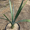 Blue agave - Agave Tequilana &