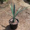 Blue agave - Agave Tequilana &