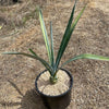 Blue agave - Agave Tequilana &