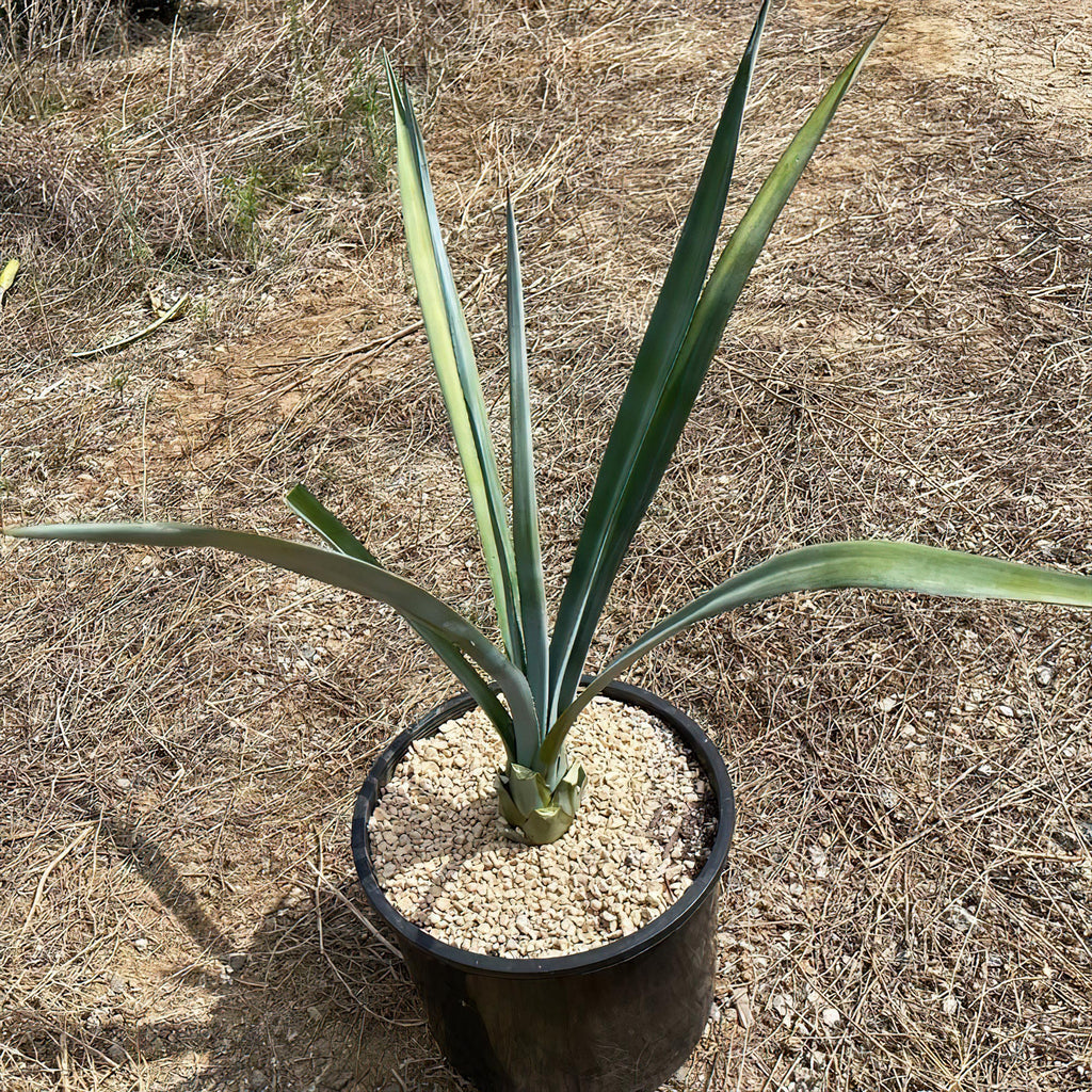 Blue agave - Agave Tequilana &