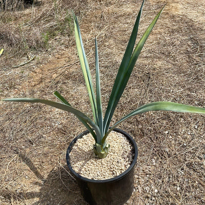 Blue agave - Agave Tequilana