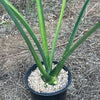 Blue agave - Agave Tequilana &