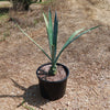 Blue agave - Agave Tequilana &