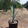 Blue agave - Agave Tequilana &