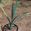 Blue agave - Agave Tequilana &