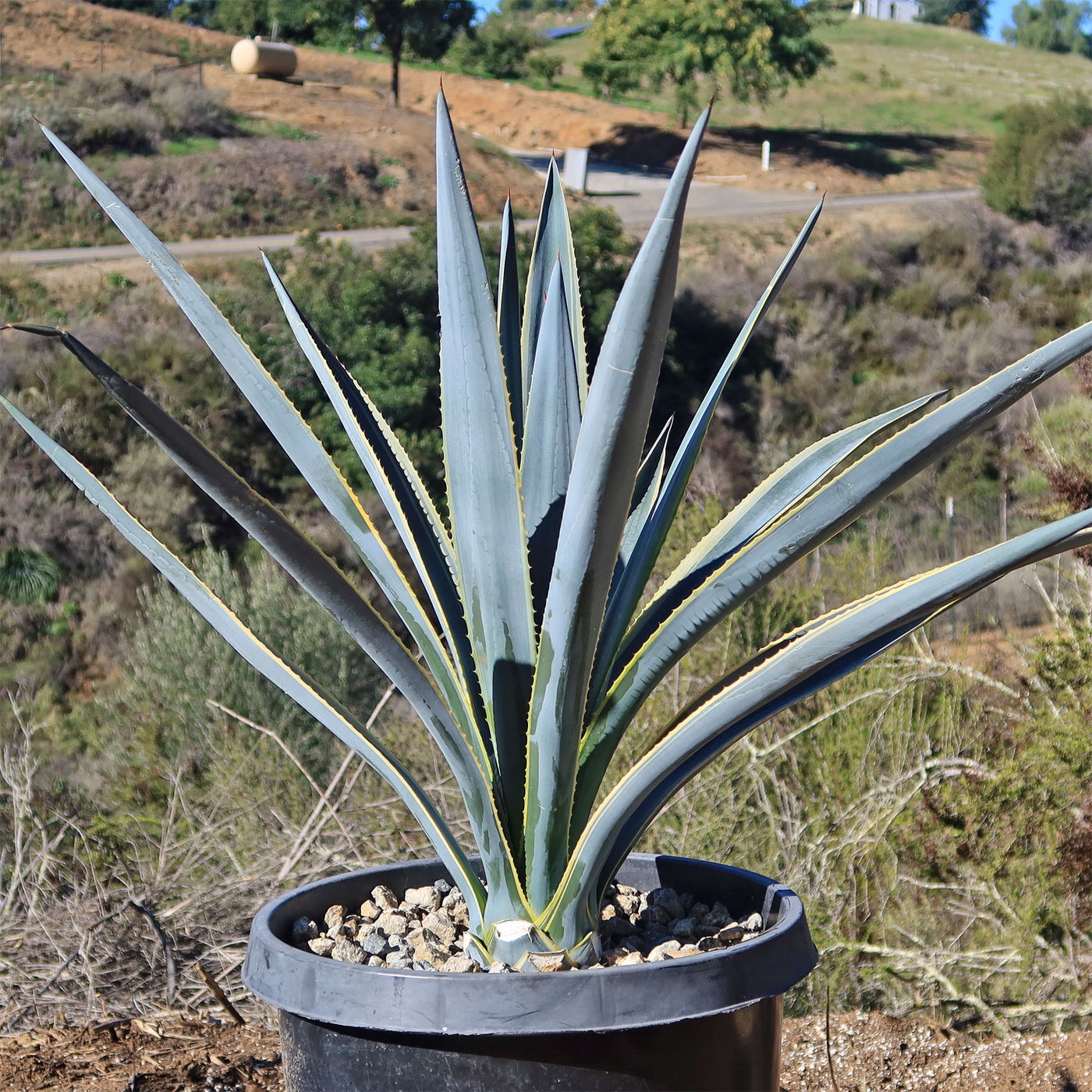 Agave tequilana Variegata 'Sunrise'