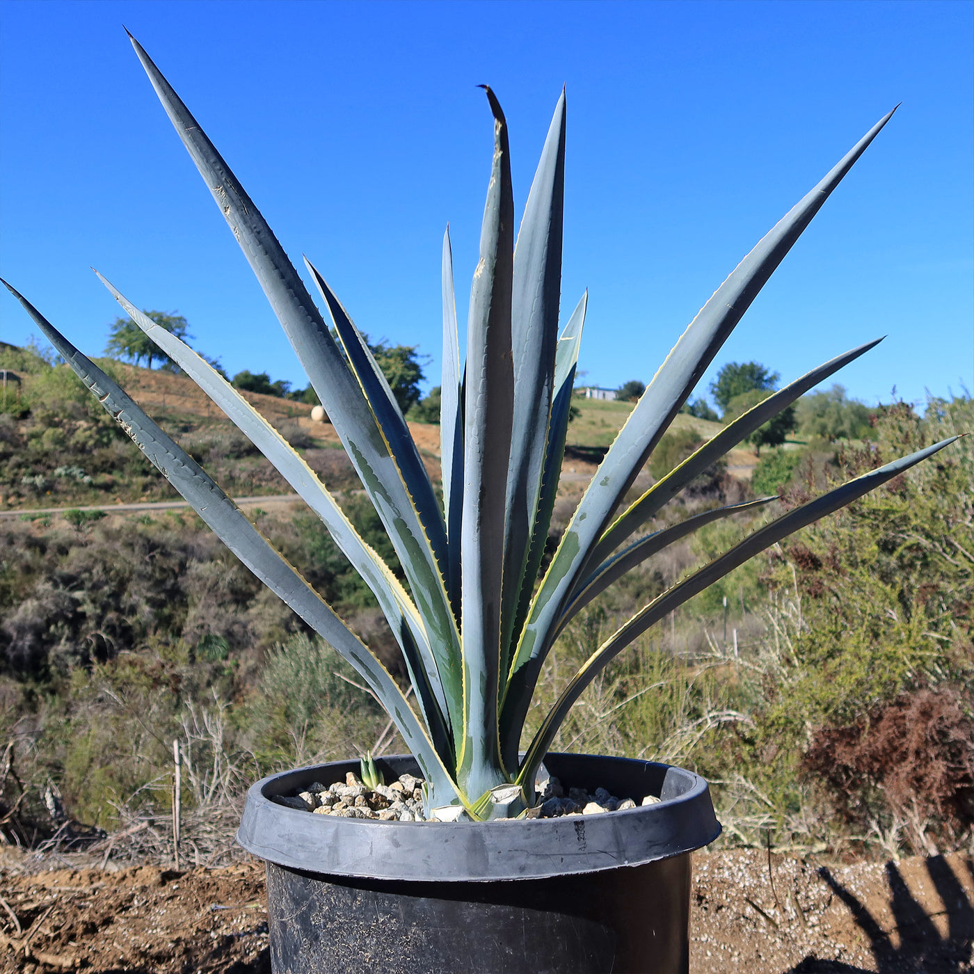 Agave tequilana Variegata 'Sunrise'