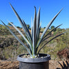 Agave tequilana Variegata &