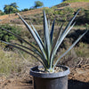 Agave tequilana Variegata &