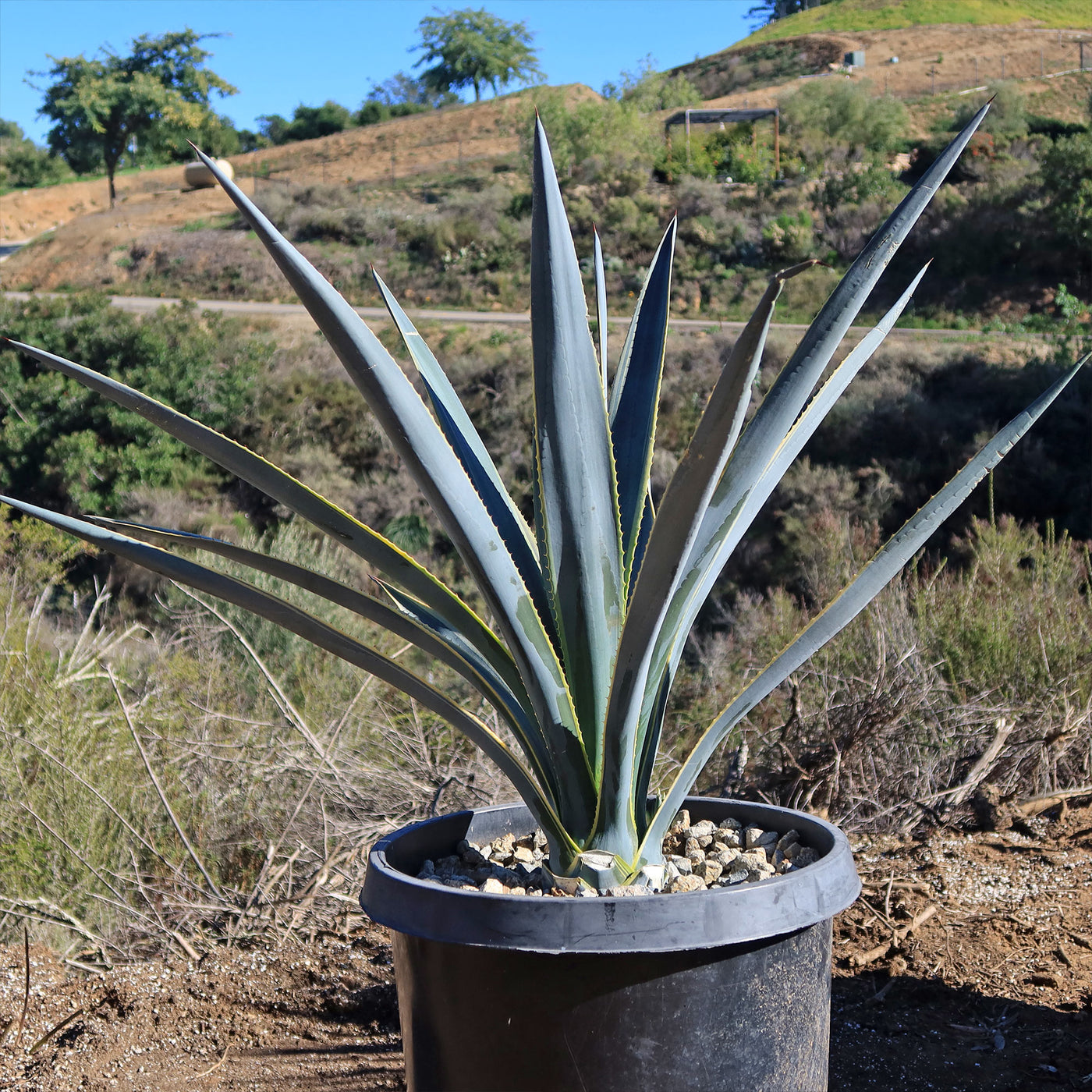 Agave tequilana Variegata 'Sunrise'