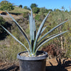 Agave tequilana Variegata &