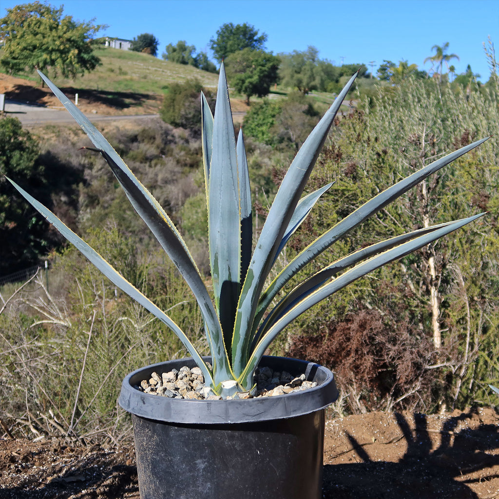 Agave tequilana Variegata &