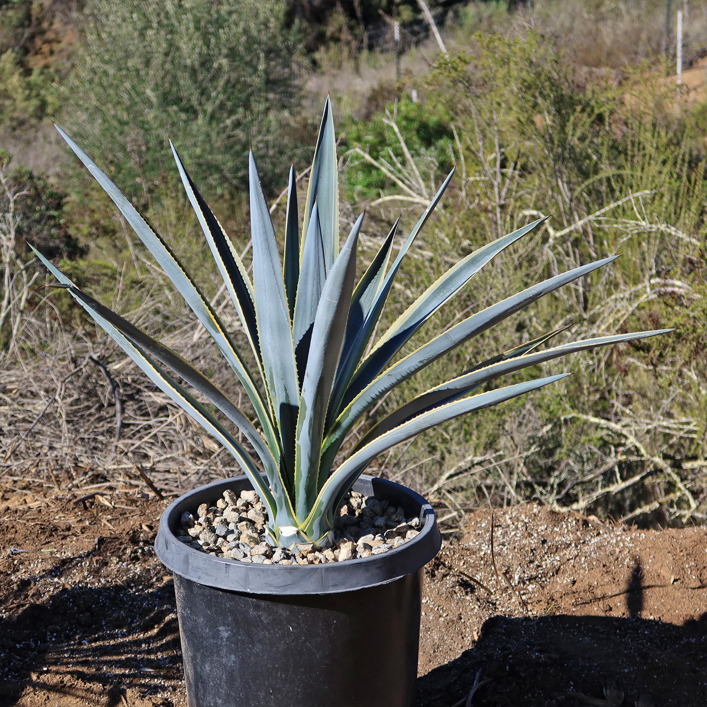 Agave tequilana Variegata 'Sunrise'