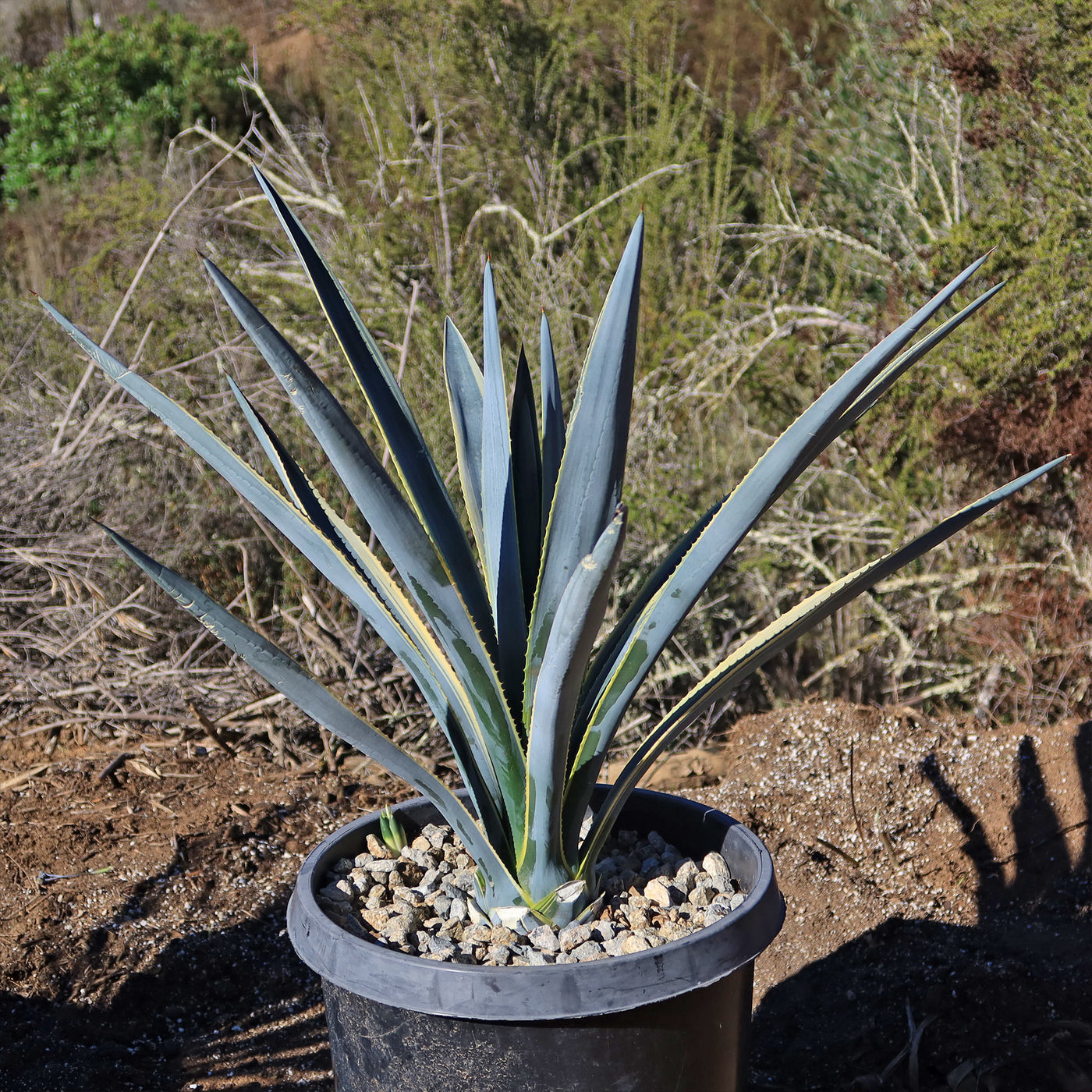 Agave tequilana Variegata 'Sunrise'