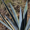 Agave tequilana Variegata &