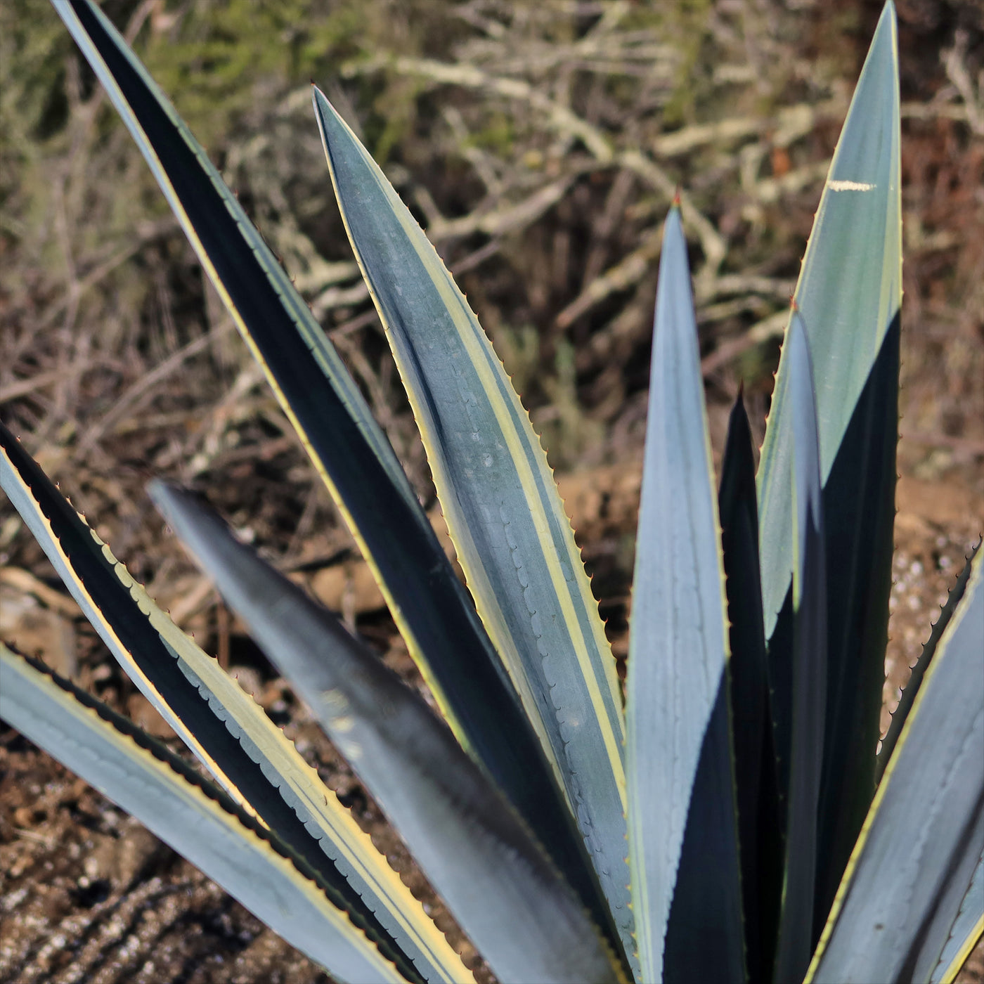 Agave tequilana Variegata 'Sunrise'