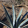 Agave tequilana Variegata &