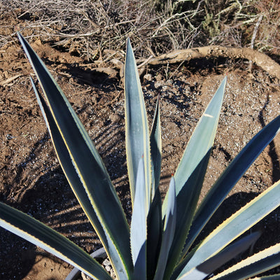 Agave tequilana Variegata 'Sunrise'