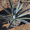 Agave tequilana Variegata &