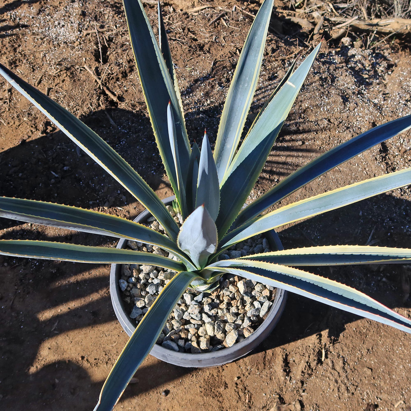 Agave tequilana Variegata 'Sunrise'