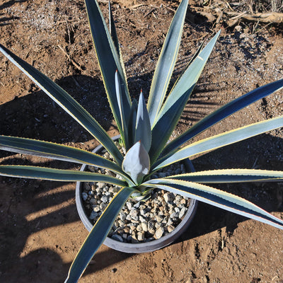 Agave tequilana Variegata 'Sunrise'