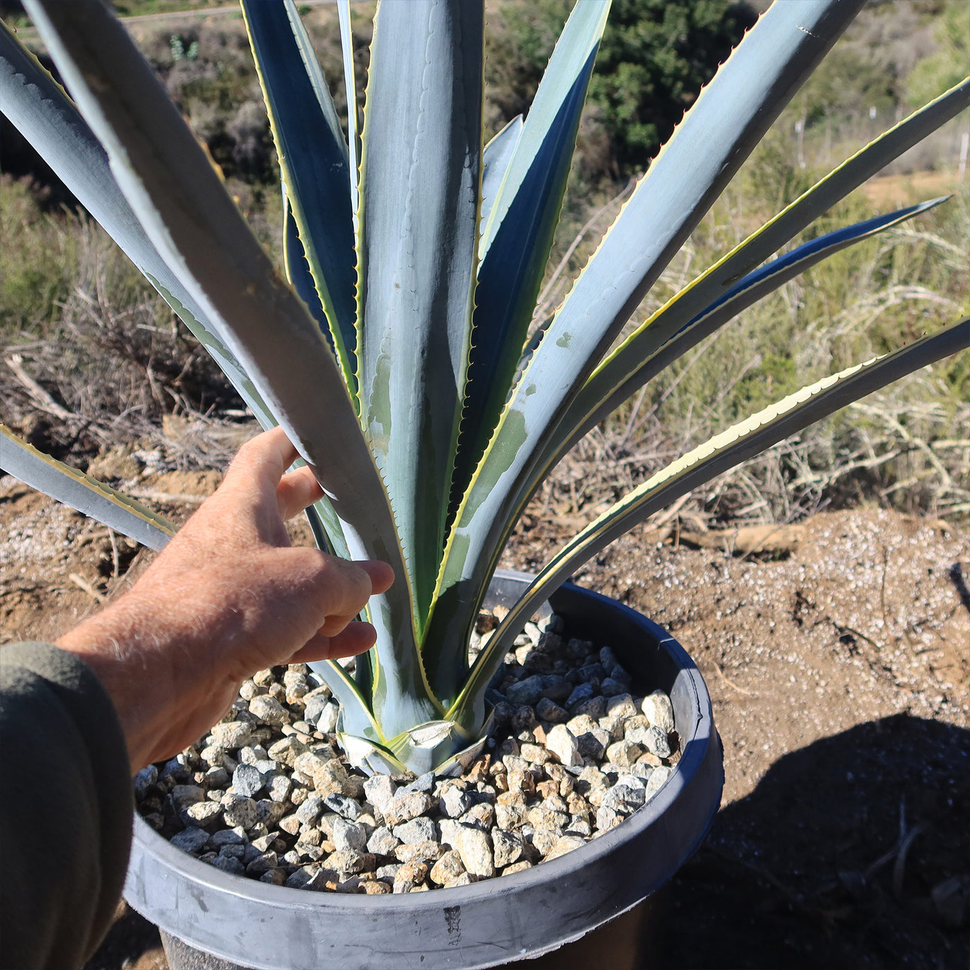 Agave tequilana Variegata 'Sunrise'