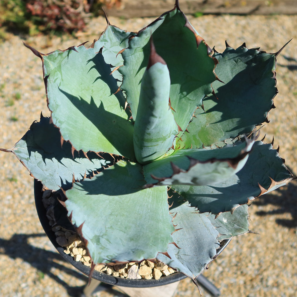 Agave titanota black and blue