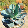 Agave titanota black and blue