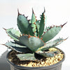 Agave titanota black and blue