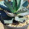 Agave titanota black and blue