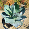 Agave titanota black and blue