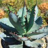 Agave titanota black and blue