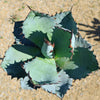 Agave titanota black and blue