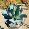 Agave titanota black and blue