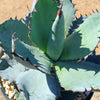 Agave titanota black and blue